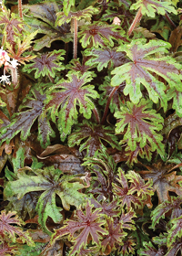 Tiarella 'Pacific Crest'